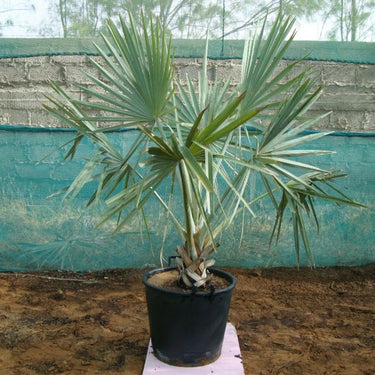 Bismarckia nobilis – Bismarck Palm